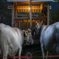 Wat is een agriturismo in Italië en waarom kiezen zoveel reizigers hiervoor?